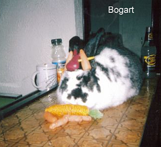 bogart